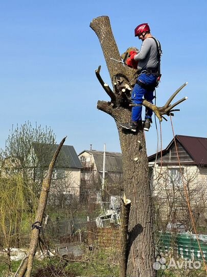 Спил деревьев, удаление, аварийные, сухие