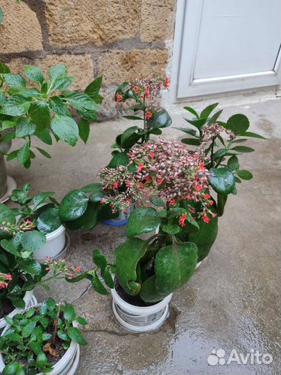 Комнатные растения - каланхоэ, синадениум