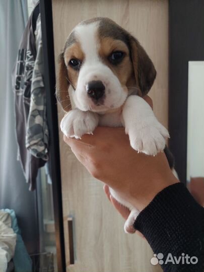 Девчули-красотули