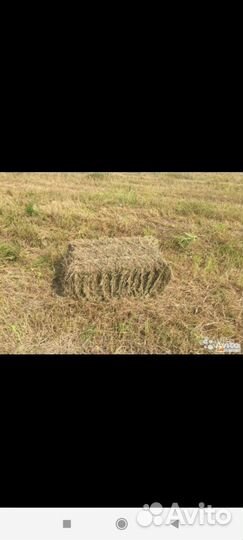 Сено разнотравье