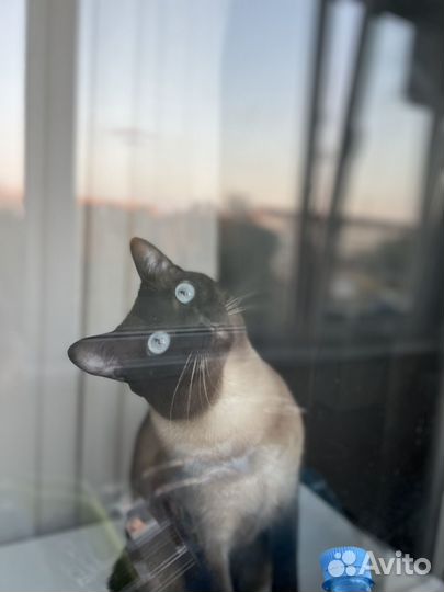 Тайский кот вязка