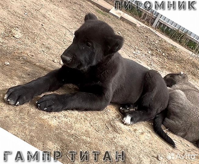 Чёрные Гампры-Щенки Эксклюзив