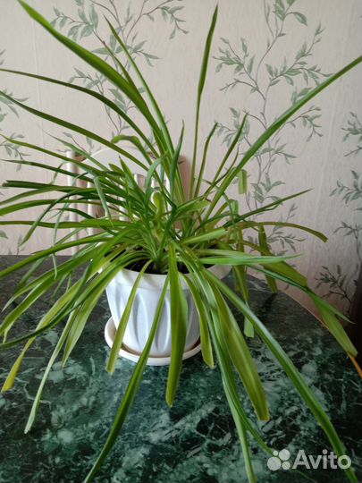 Хлорофитум