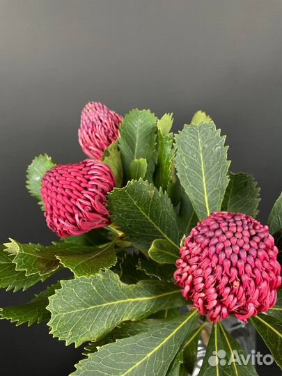 Протея. Букеты. Цветы с Доставкой