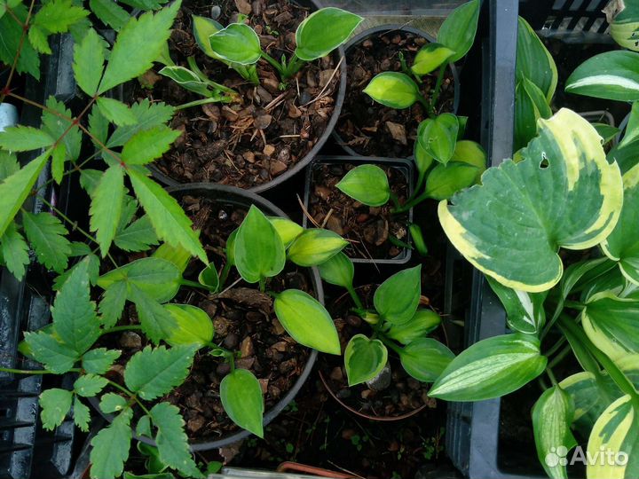 Лилейники, хосты и многолетники в контейнерах