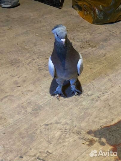 Продажа голубей