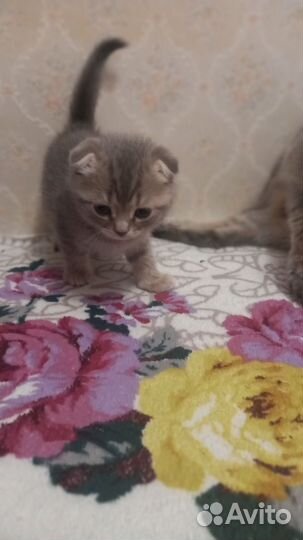 Шотландские котята