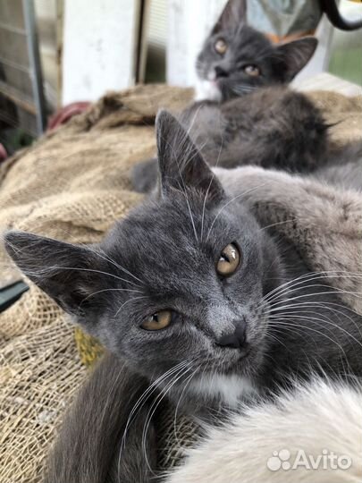 Котята отдам в добрые руки бесплатно
