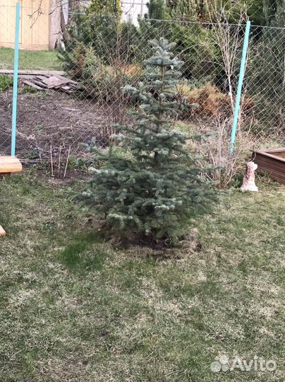 Голубые ели