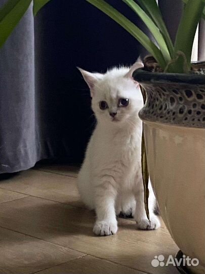 Шотландский белошёрстный прямоухий котенок