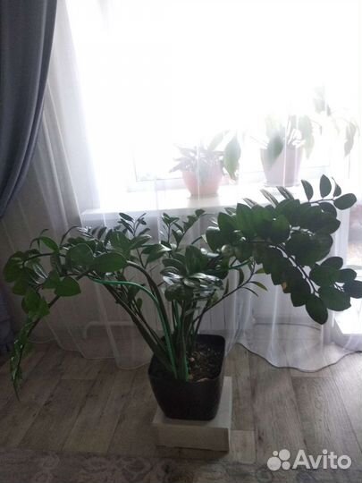 Замиокулькас