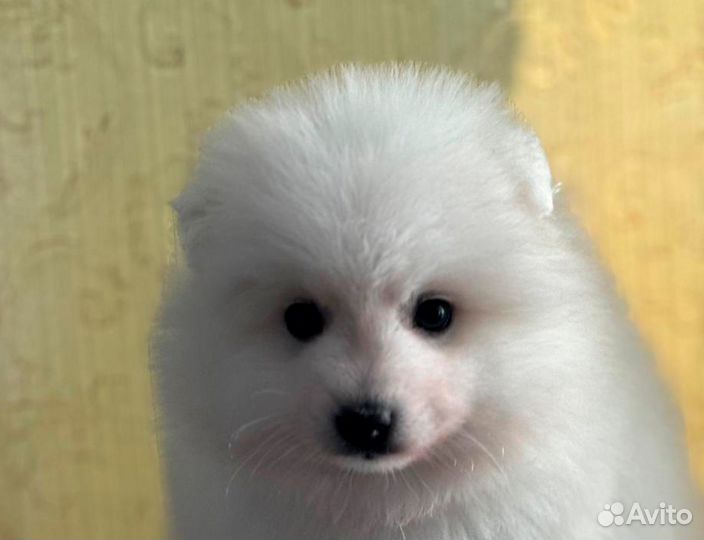 Японский шпиц щенок мальчик