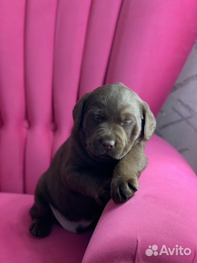 Шоколадное чудо