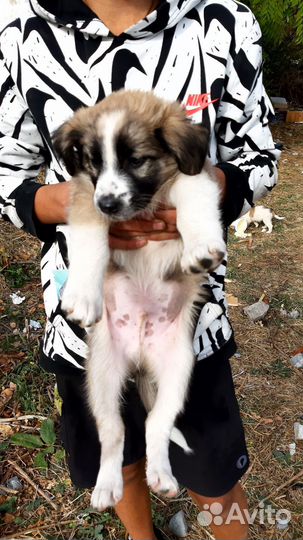 Отдам щенков в добрые руки бесплатно