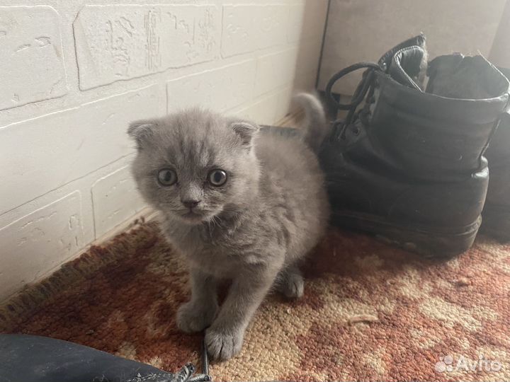 Шотландский вислоухий кот бесплатно