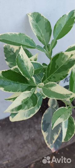 Саженцы цитрусовых Помело Вариегатное