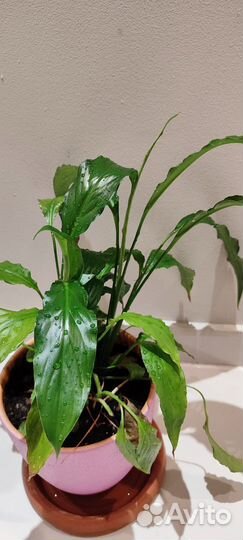 Спатифиллум