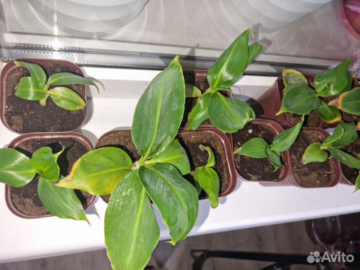 Карликовый банан