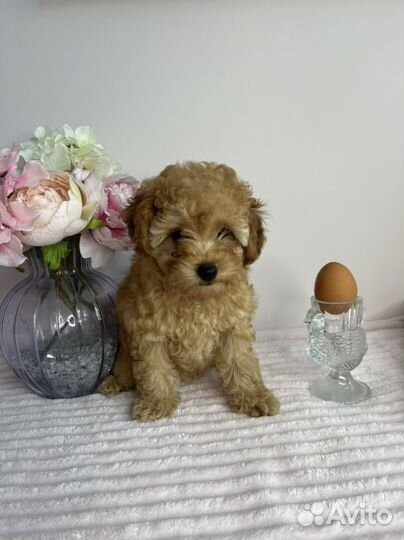 Той-пудель девочка