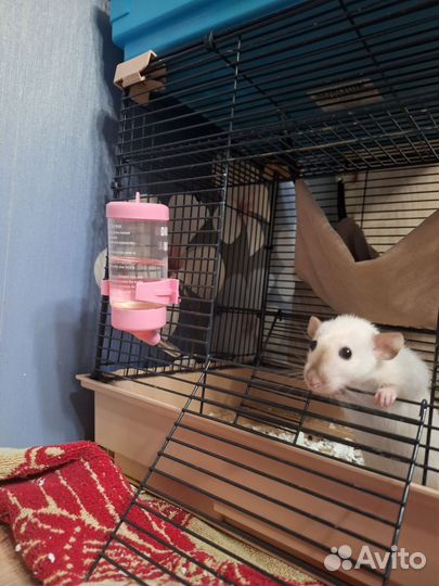 Крысы дамбо