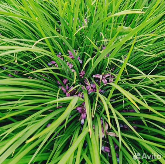 Полынь древовидная,ирис злаквид.,овсяница