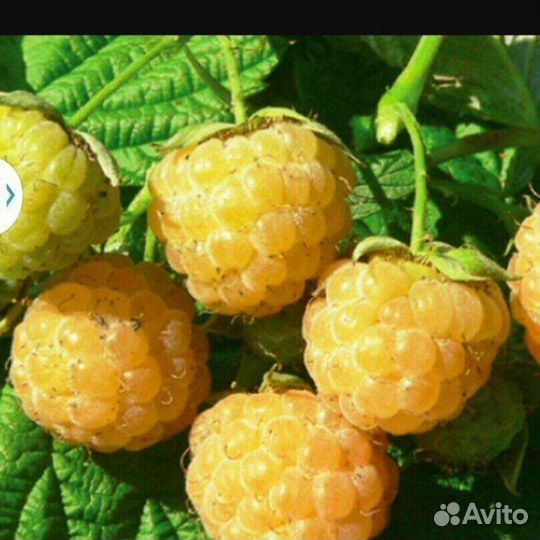 Малина жёлтая, красная