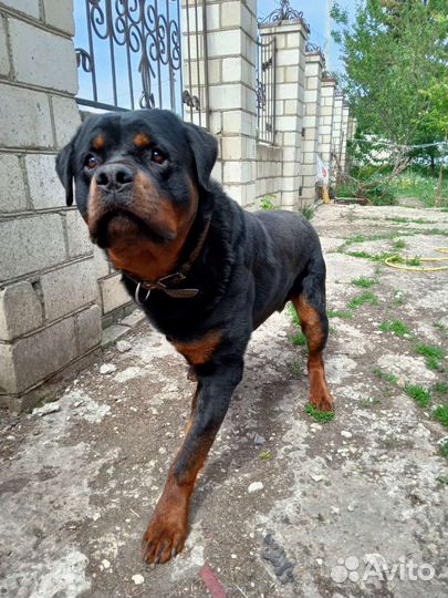Ротвейлер