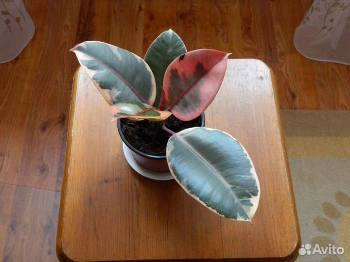 Фикус биколор