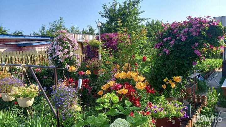 Рассада многолетних садовых растений 30р