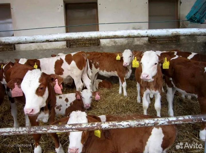 Телки, телята