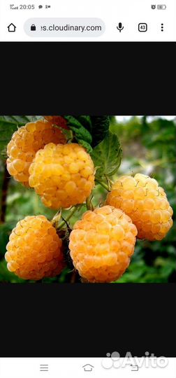 Саженцы желтой малины, Красной, ежевики