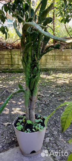 Кактус опунция