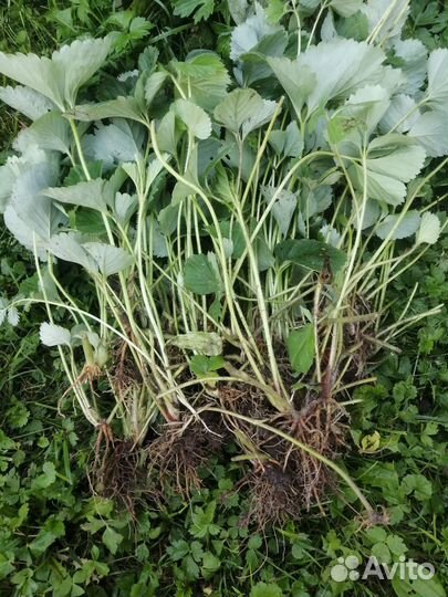 Усы клубники