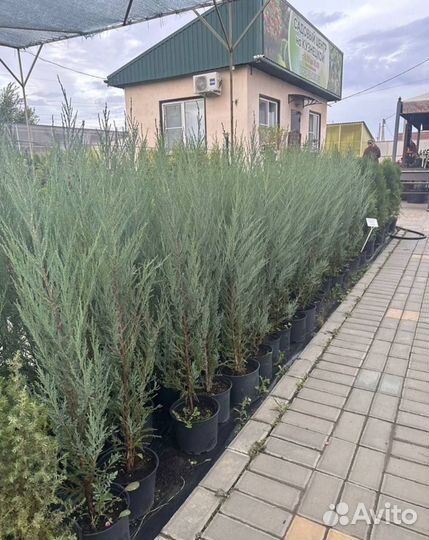 Можжевельник