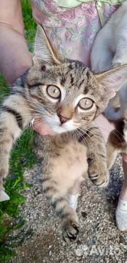 Котята в добрые руки мальчики