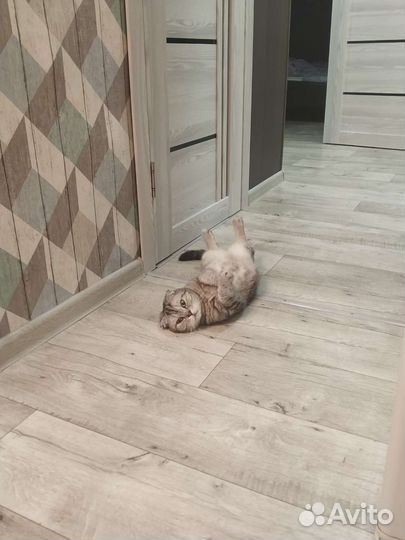 Шотландская вислоухая кошка в добрые руки