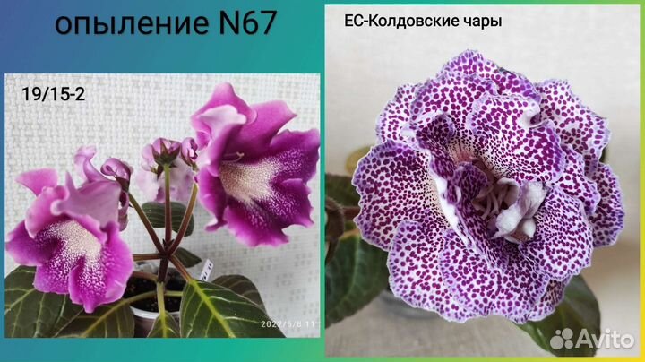 Семена глоксиний