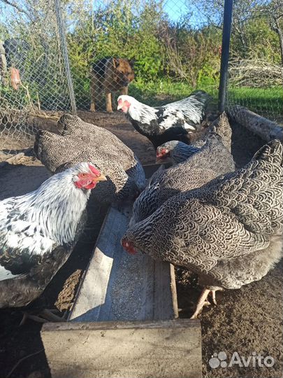 Куры Виандот Сильвер Патридж