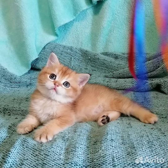 Золотые шиншиллята