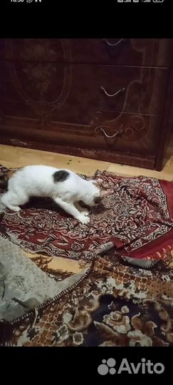 Потерялась кошка