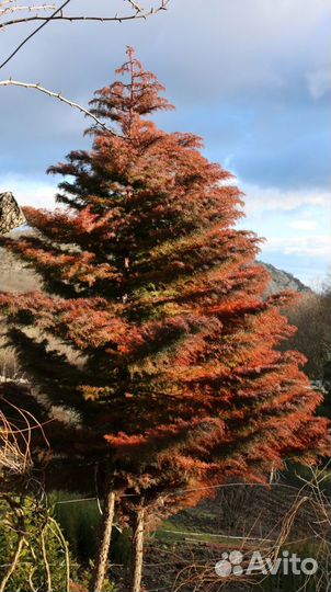 Криптомерия японская (видовая)