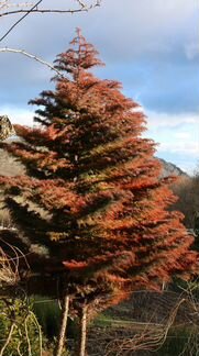 Криптомерия японская (видовая)