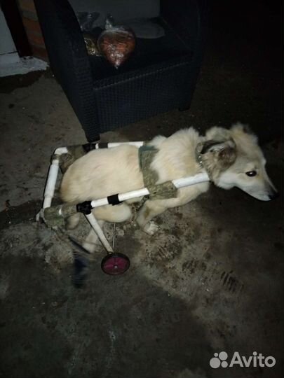 Коляска тачка собаки инвалид