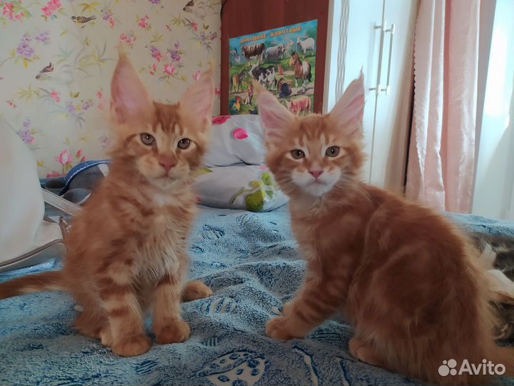 Продам котят мейн-кун