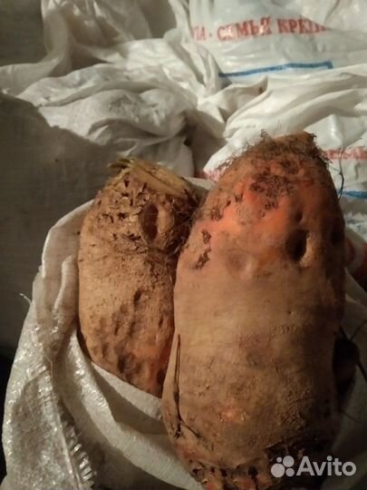 Свекла кормовая,на корм скоту