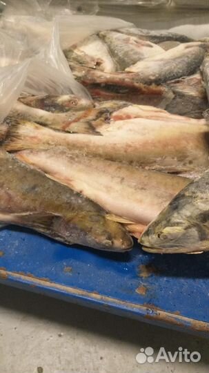 Сало внутреннее, окорочка, горбуша