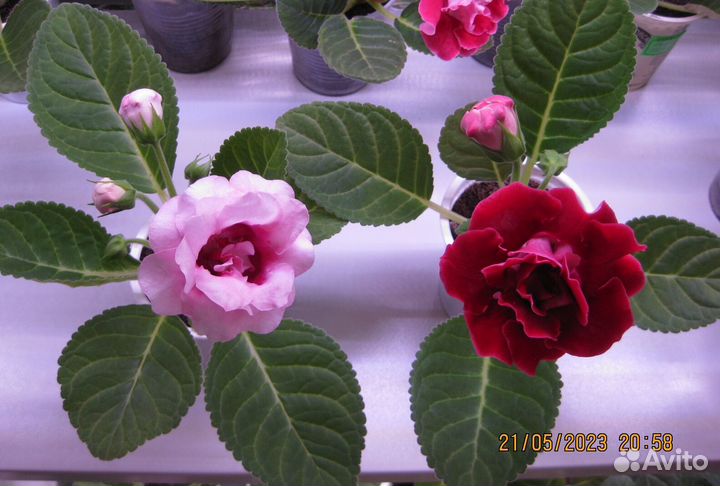 Комнатные цветы глоксинии (взрослые, ук.листья)