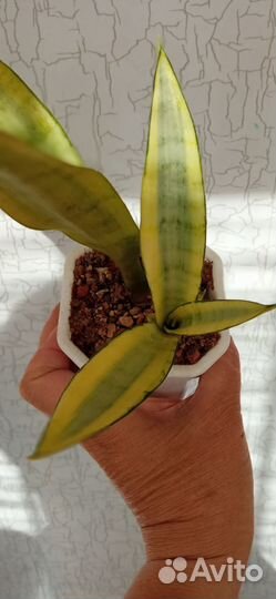 Сансевиерия сортовая 2