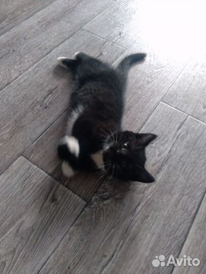 Коты в дар бесплатно