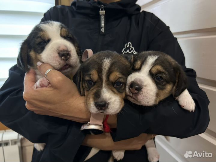 Щенки бигль